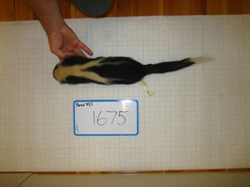 Media type: image;   Mammalogy 1675